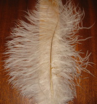 ostridge  plume white Natures Spirit